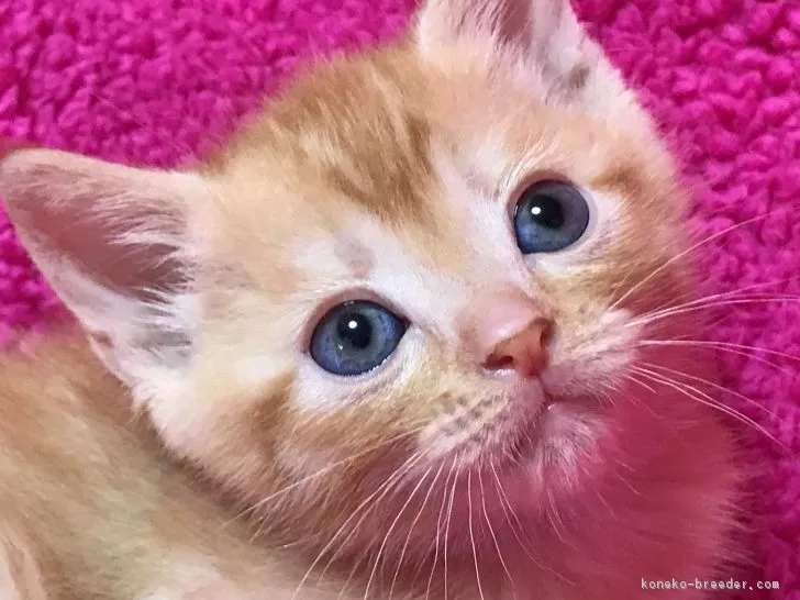 ID：1802-00562の子猫