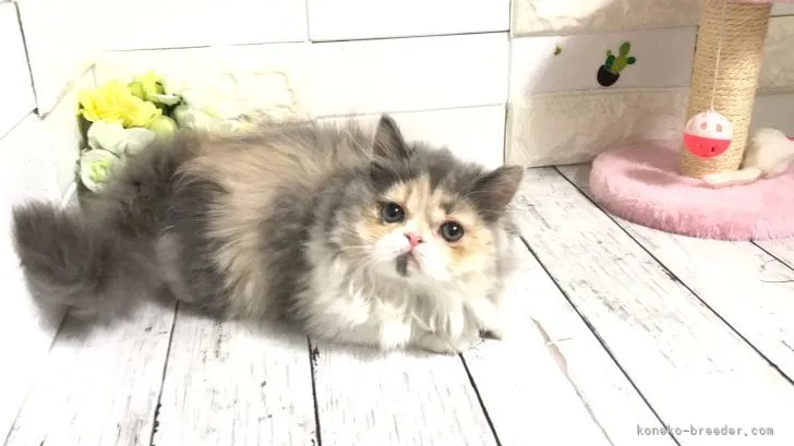 ID:2206-00741の子猫