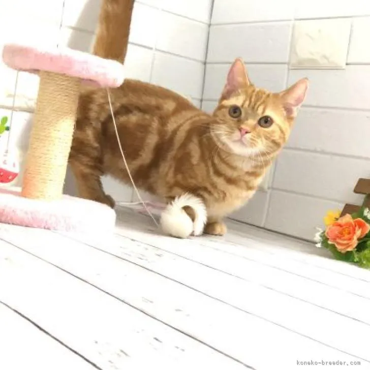 ID：2210-01044の子猫
