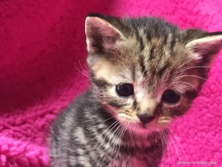 ID：1801-00881の子猫