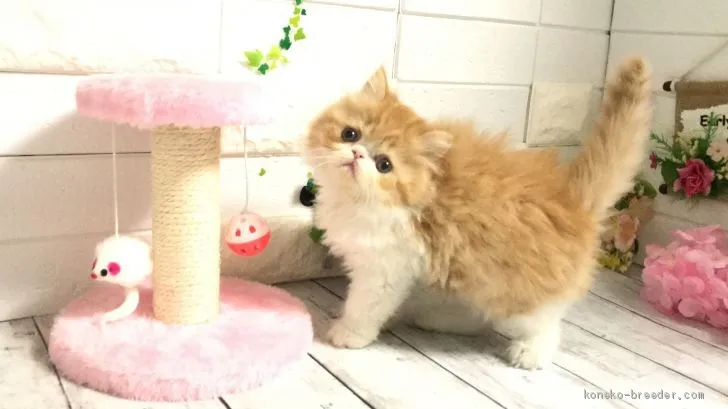 ID:2011-00775の子猫