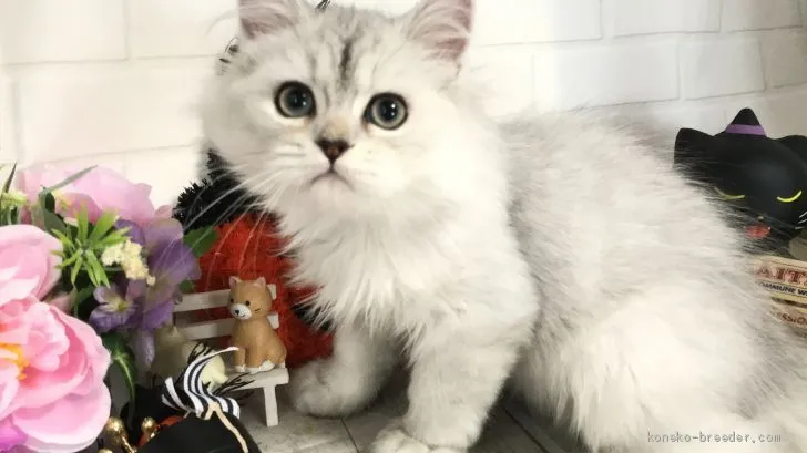 ID：1907-01366の子猫