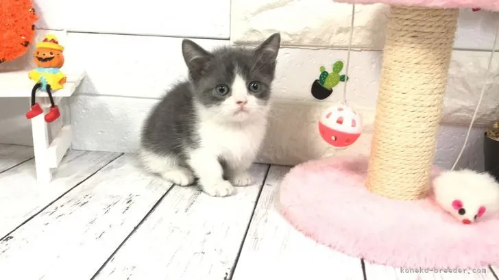 ID：2112-00234の子猫