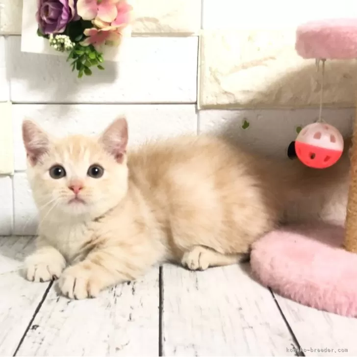 ID：2408-01089の子猫