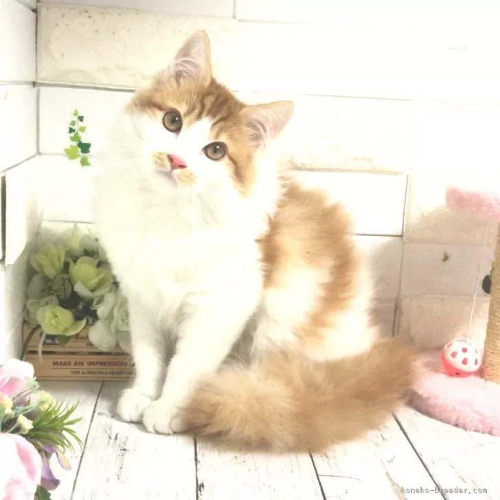 ハチミツ大好き 様のお迎えした子猫