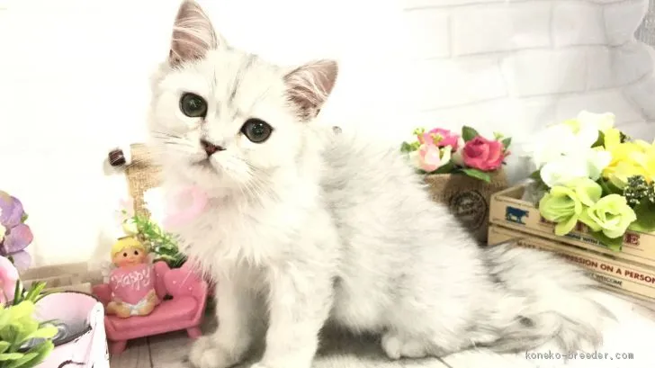 ID:1909-00103の子猫