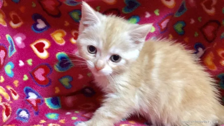 ID:1703-00255の子猫