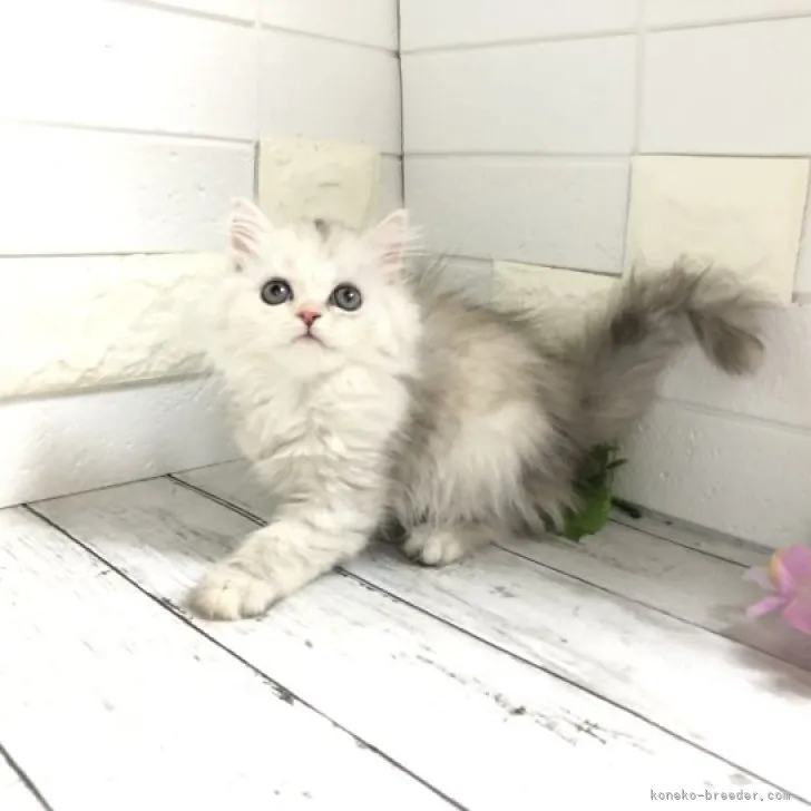 M.K 様のお迎えした子猫