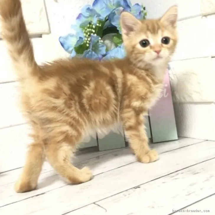 ID:2307-01641の子猫
