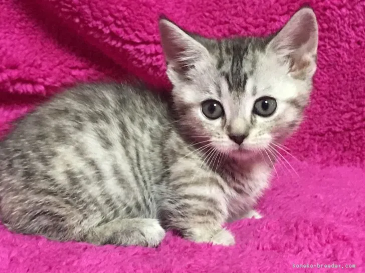 ID:1712-00225の子猫