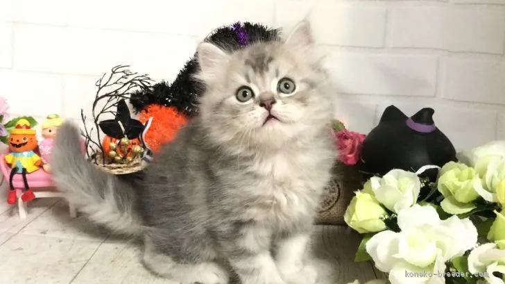 ID:1910-00167の子猫