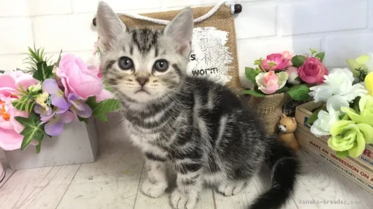 ID:1911-00303の子猫