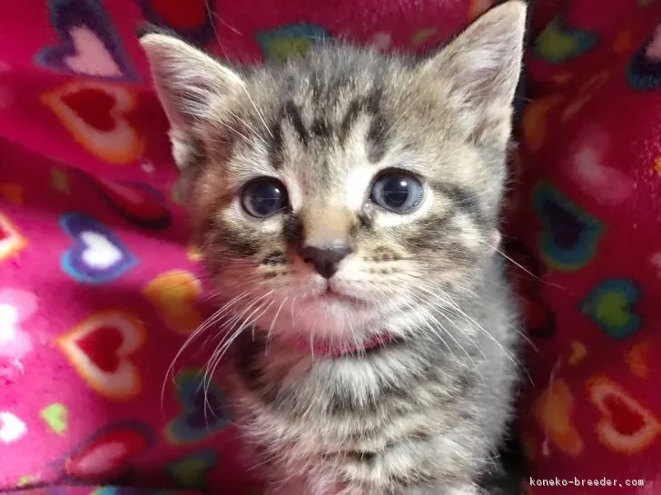 ID:1703-00337の子猫