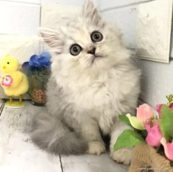 ID:2306-00305の子猫