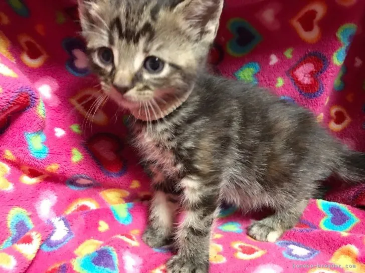 ID:1703-00335の子猫