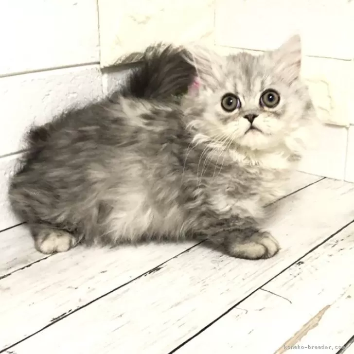 ID:2405-00850の子猫