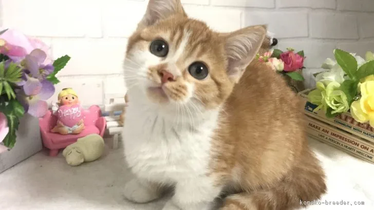 ID：1903-00030の子猫