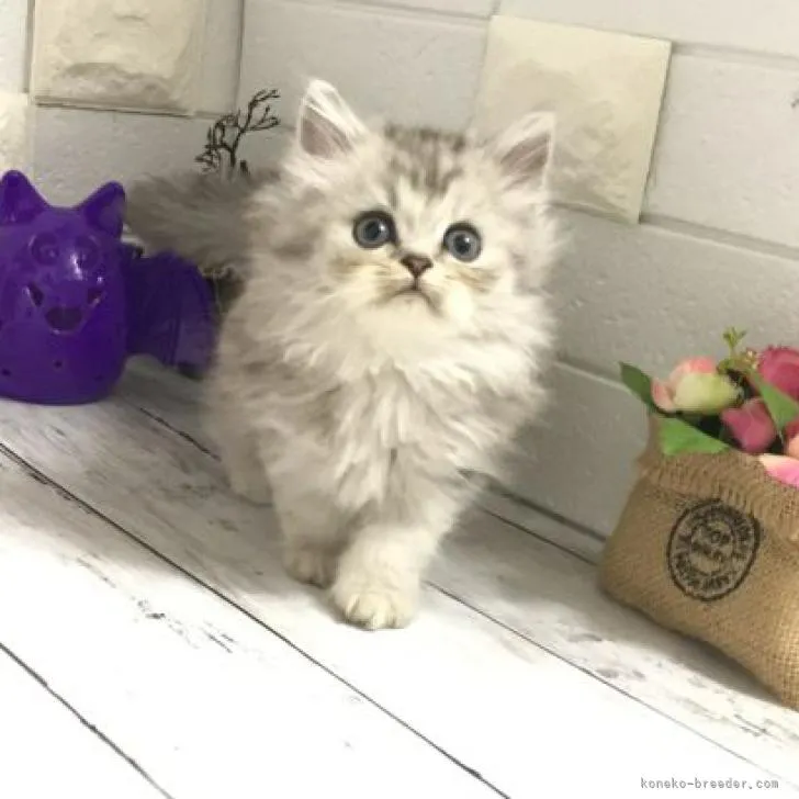 ID:2209-00352の子猫