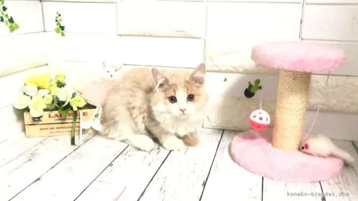 ID：2204-00384の子猫