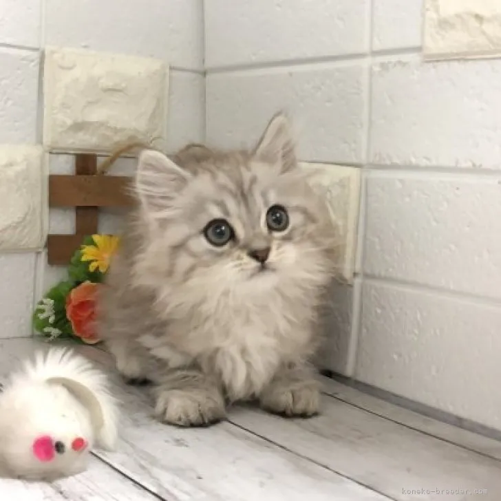 ID：2303-01032の子猫