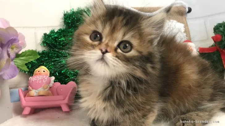 ID:1812-00271の子猫