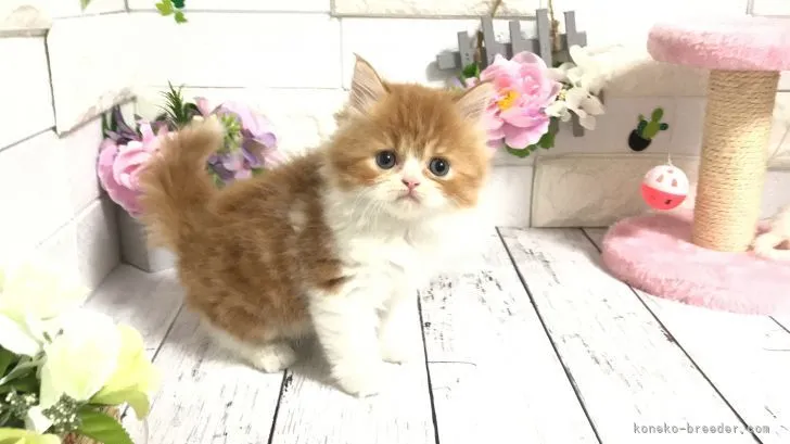 ID：2110-02324の子猫