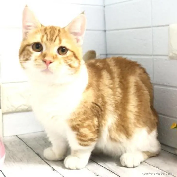 ID:2204-01599の子猫