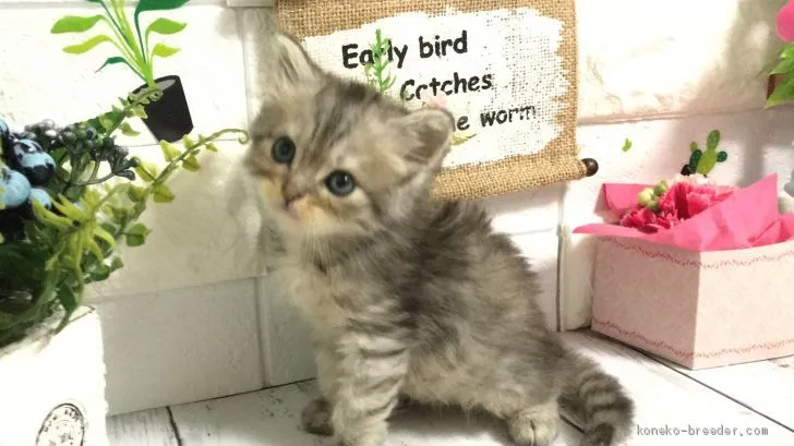 ID:2007-01167の子猫