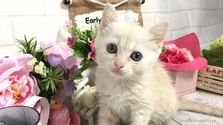ID:1905-01024の子猫