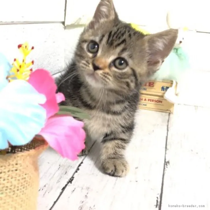 Y.N 様のお迎えした子猫