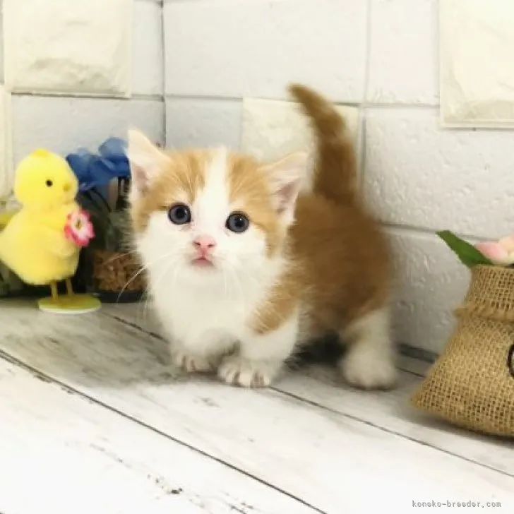 ID:2305-02749の子猫