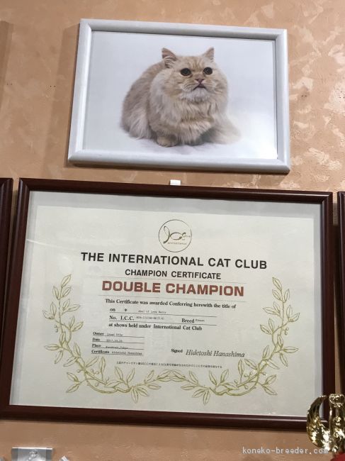 ミヌエット【・男の子・2016年12月2日・カメオタビー】