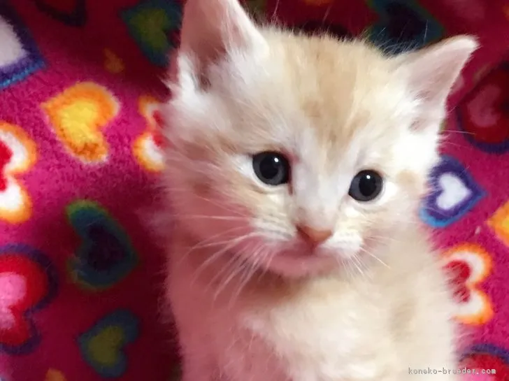 ID:1703-00126の子猫