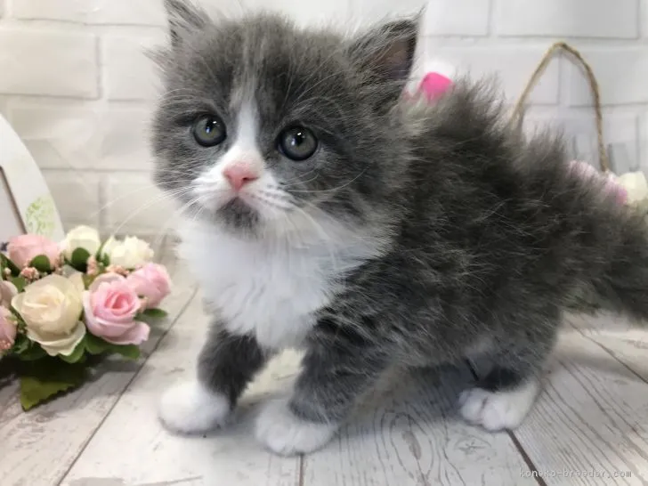 ID：1807-01367の子猫