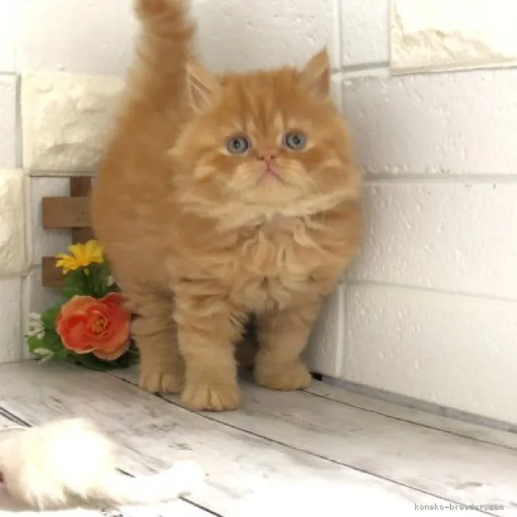 ID：2303-01043の子猫