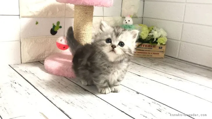 ID：2204-01602の子猫
