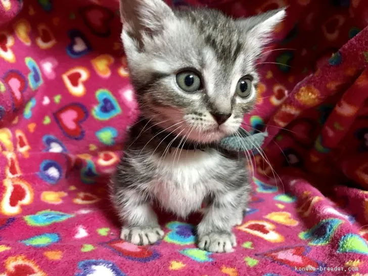 ID:1703-00373の子猫