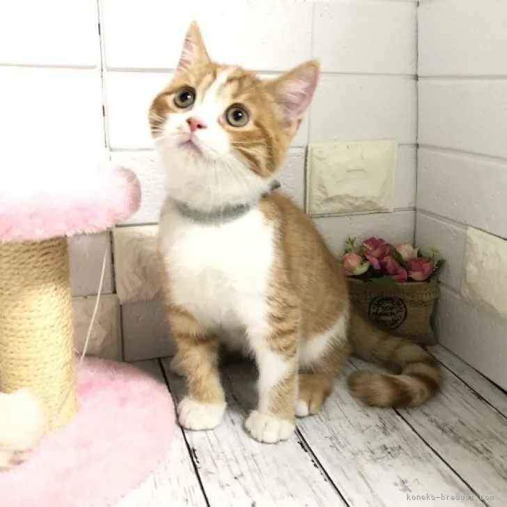 ID：2306-01247の子猫