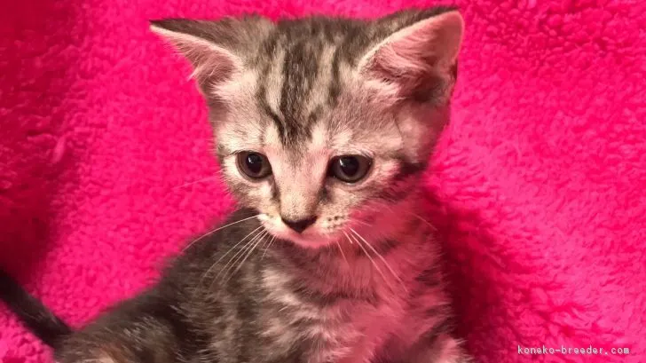 ID：1802-00658の子猫