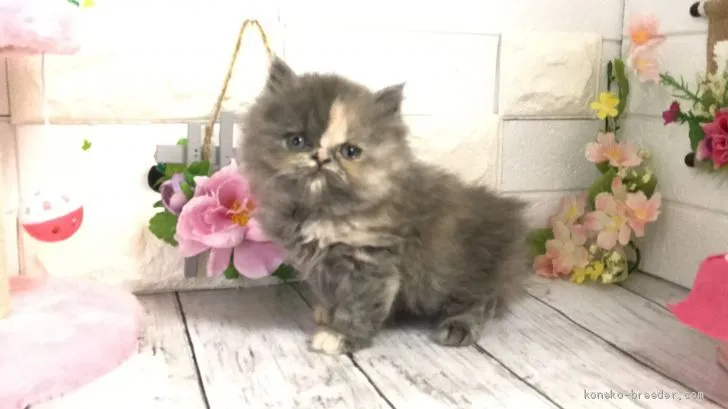 ID:2011-00776の子猫