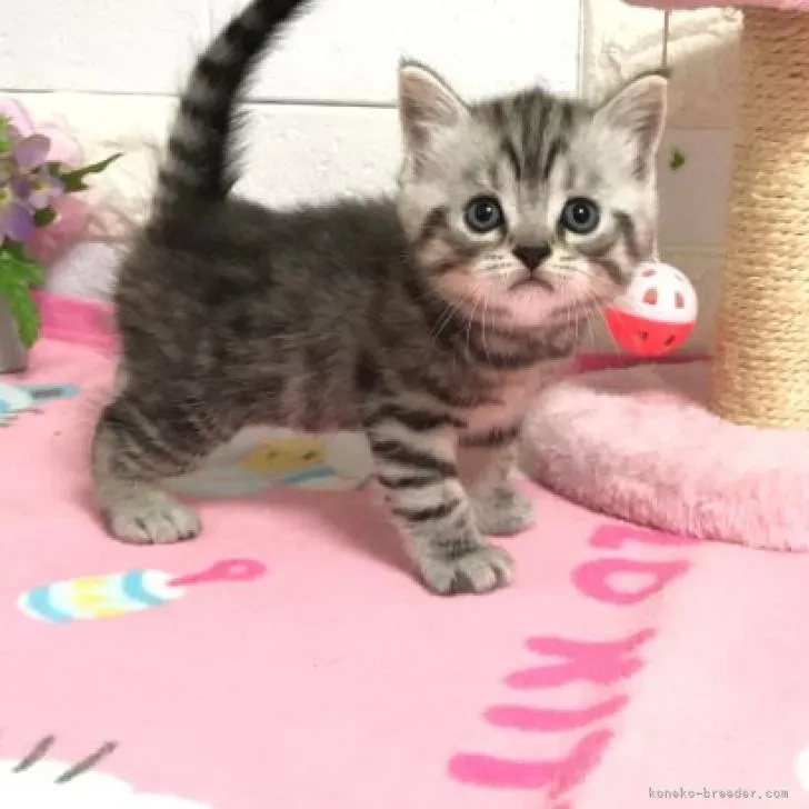 ID:2209-00346の子猫