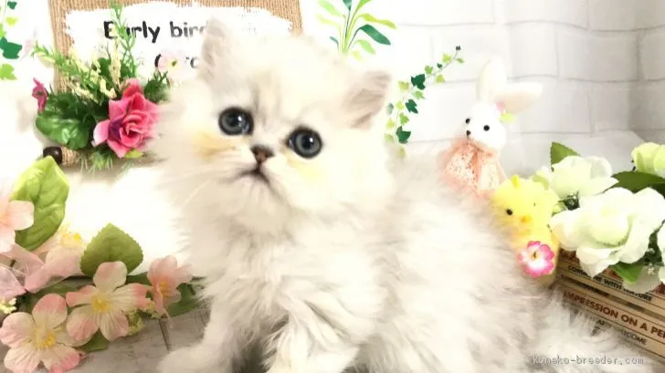 ID：2004-01936の子猫