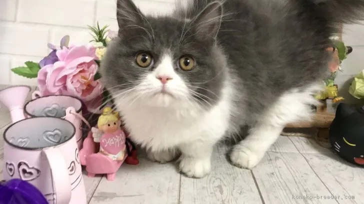 ID：1807-01370の子猫