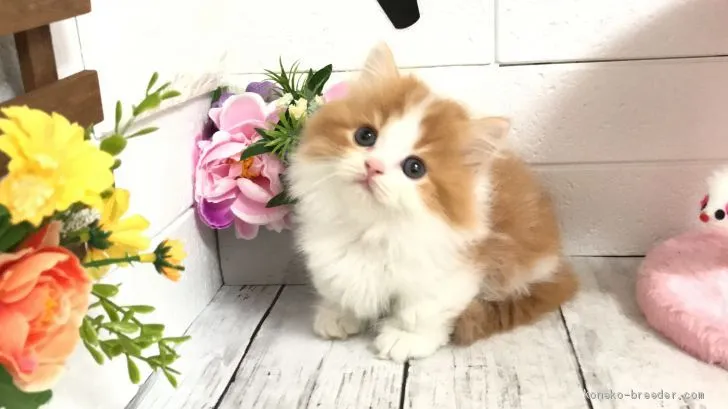 ID:2011-01044の子猫