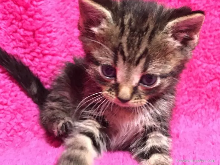 ID:1801-00878の子猫