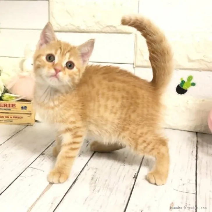ID:2311-00079の子猫