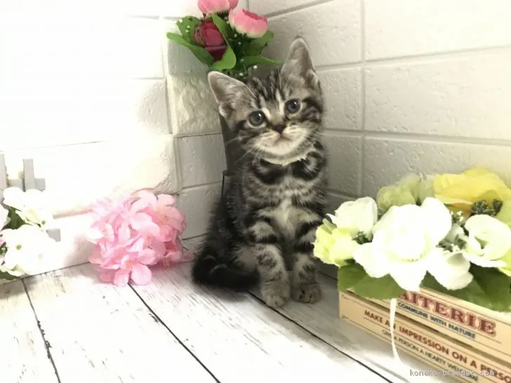 ID:2011-01124の子猫