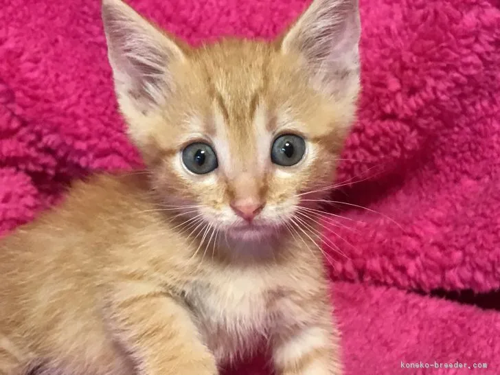 ID:1708-00624の子猫