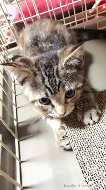 ID:1611-00105の子猫