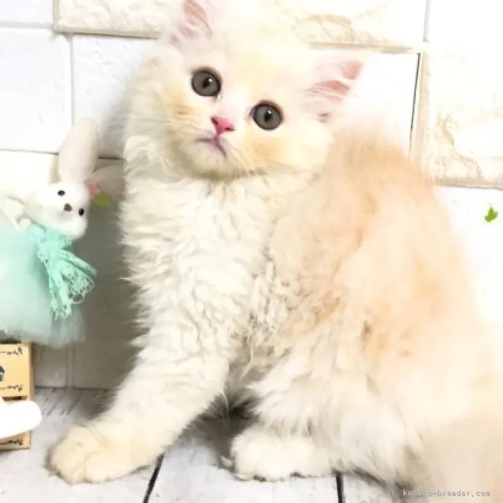 ID:2305-02857の子猫